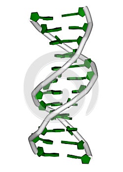 DNA molecule