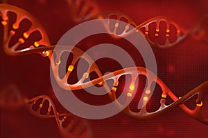 DNA molecule. Genetic modification. Study of the structure of the human genome