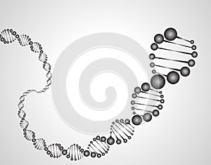 DNA molecule structure