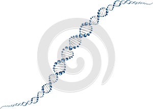 DNA molecule structure