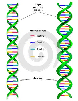DNA molecule vector diagram