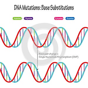 DNA mutations: Base Substitutions