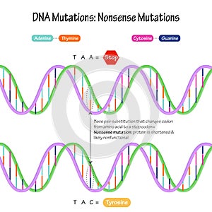 DNA mutations nonsense mutations diagram illustration photo