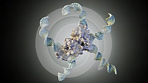 DNA or nucleic acid and protein conjugate as a building blocks for programmable nanoassemblies