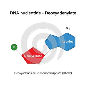 DNA nucleotide (deoxyribonucleotide) - Deoxyadenylate.