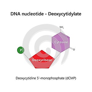 DNA nucleotide (deoxyribonucleotide) - Deoxycytidylate.