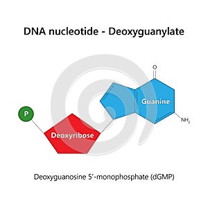 DNA nucleotide (deoxyribonucleotide) - Deoxyguanylate.