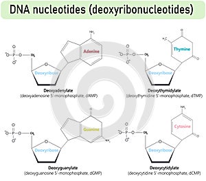 DNA nucleotides molecules showing dAMP, dGMP, dCMP, and dTMP Showing Phosphate Group, Deoxyribose Sugar, and Nitrogenous Bases.