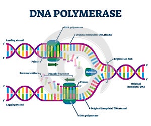 DNA Polymerase enzyme syntheses labeled educational vector illustration.