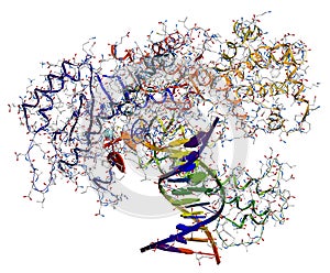 DNA polymerase I photo