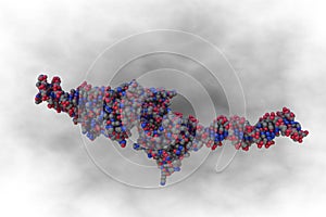 DNA-protein complex. Space-filling molecular model of interferon regulating factor 3 bound to the interferon-beta