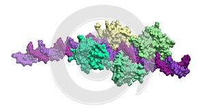 DNA-protein complex