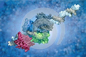 DNA-protein complex.
