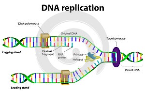 DNA replication