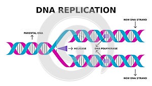 DNA replication. Biological process of producing two identical replicas of DNA from one original DNA molecule.