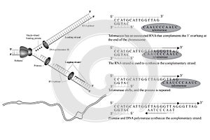 DNA Replication Black and White