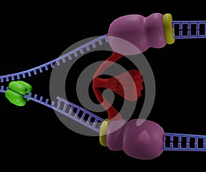 DNA Replication with clamp loader, helicase. dna polimerase and beta clamp