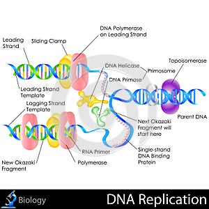 DNA Replication photo