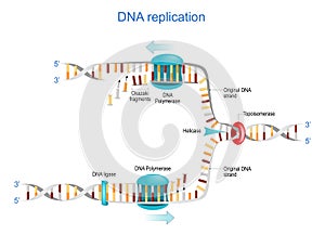 DNA replication. Okazaki fragments photo