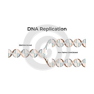 DNA Replication The Process of Copying Genetic Information photo