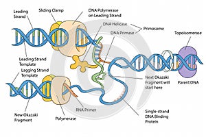 DNA Replication Process Molecular Illustration photo
