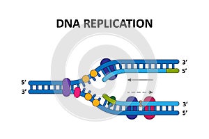 DNA replication process.