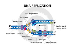 DNA replication