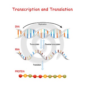 DNA Replication, Protein synthesis, Transcription and translation