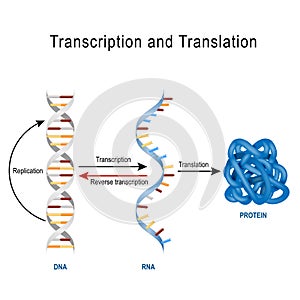 DNA Replication, Protein synthesis, Transcription and translation. photo