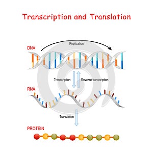 DNA Replication, Protein synthesis, Transcription and translation photo
