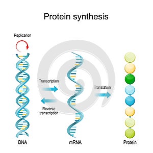 DNA Replication, RNA, mRNA, Protein synthesis, Transcription and translation photo