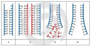 Mechanism of DNA replication. Semiconservative replication then starts with one DNA molecule, and produces two daughter molecules. photo