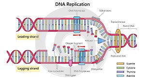DNA Replication Process Diagram medical science photo