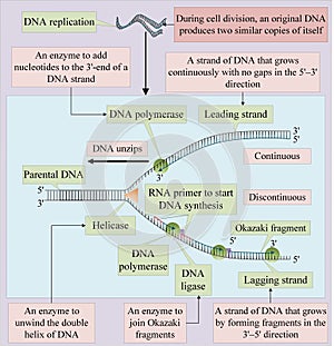 DNA replication takes place through unwinding of the double helix of DNA