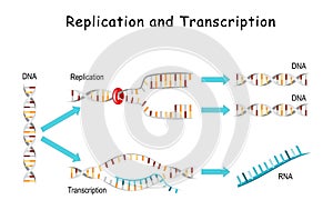 DNA Replication and Transcription