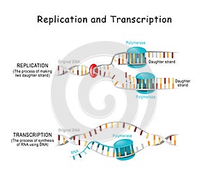 DNA Replication and Transcription