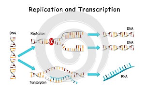 DNA Replication and Transcription photo