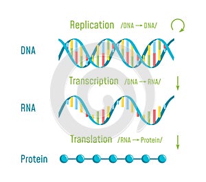 DNA Replication, Transcription and Translation