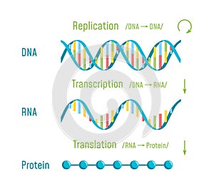 DNA Replication, Transcription and Translation photo