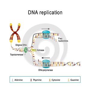 DNA replication. Vector diagram for scientific use