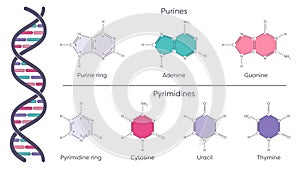 Nitrogenous bases of DNA and RNA