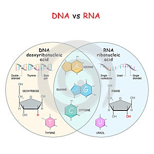 DNA and RNA. comparison and difference