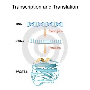 DNA, RNA, mRNA and Protein synthesis. Difference between Transcription and Translation