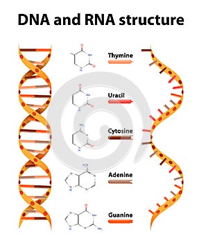 DNA and RNA structure