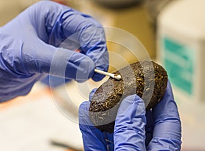 DNA sampling from animal feces photo