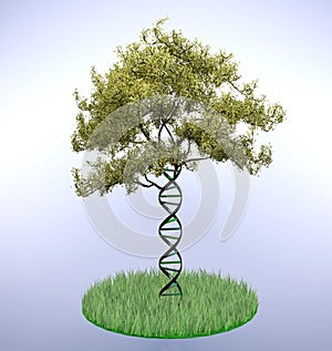 Dna shaped tree trunk