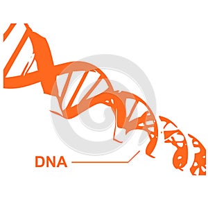 DNA Spiral in vectors