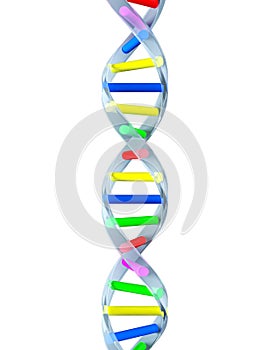 DNA strand