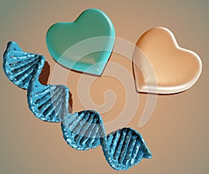 DNA strand and couple heart shape