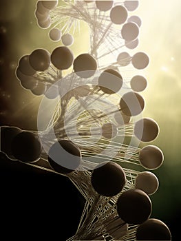 DNA strand model